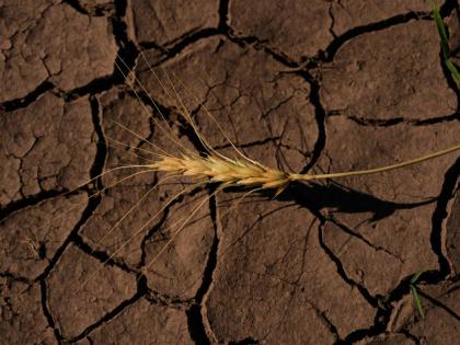 A drought-stressed stalk of wheat lies on a parched field on May 16, 2026, near Macksville, Kan. 