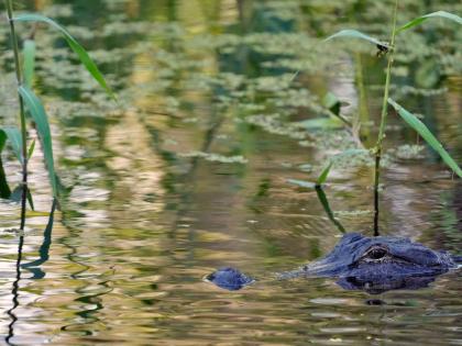 FILE - An alligator peers from the water's surface at the Circle B Bar Reserve, Tuesday, Oct. 21, 2025, in Polk County, Fla. (AP Photo/Chris O'Meara, File)