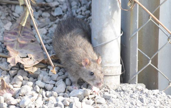 Rats carry the disease, leptospirosis.