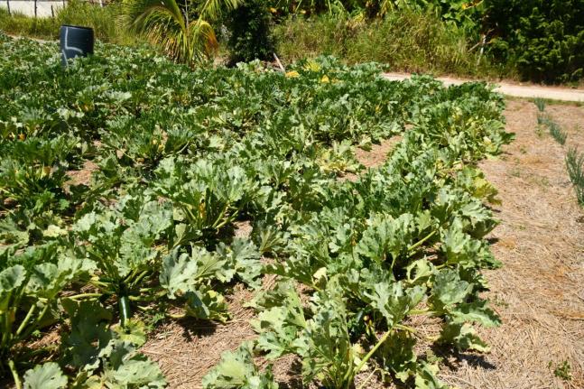 RADA says preparing could help minimise the impacts of flooding and wind damage.