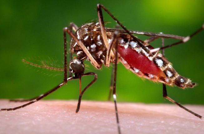 The health ministry says vector control activities, including fogging, larviciding, and community inspections, are likely to be temporarily disrupted following the passage of Hurricane Melissa.