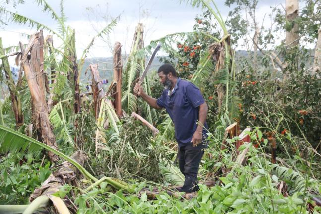 Edward David Marston, farmer of Baillieston, Clarendon, clears a section of his 15-acre farm which was damaged during the passage of Hurricane Melissa.