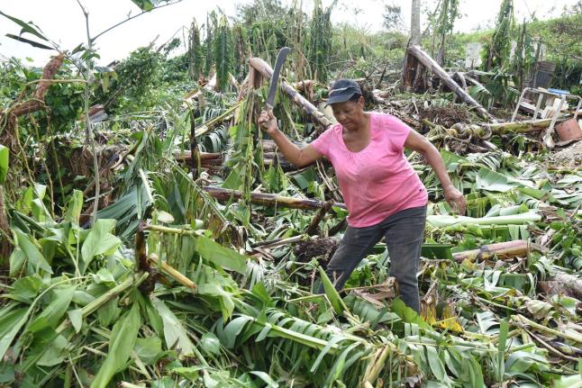 Cynthia Watt, from Lorrimers, Trelawny, chops fallen banana trees in her field that were blown down during the passage of Hurricane Melissa.