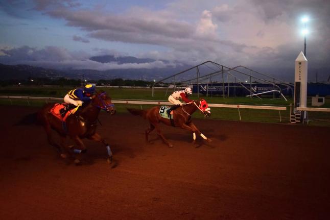 PRINCE AMAAN (right), ridden by Robert Halledeen, wins the second running of the Racehorse Aftercare Trophy ahead of CHAMPION BUBBLER (Jajay Sooko) at Caymanas Park on November 22.