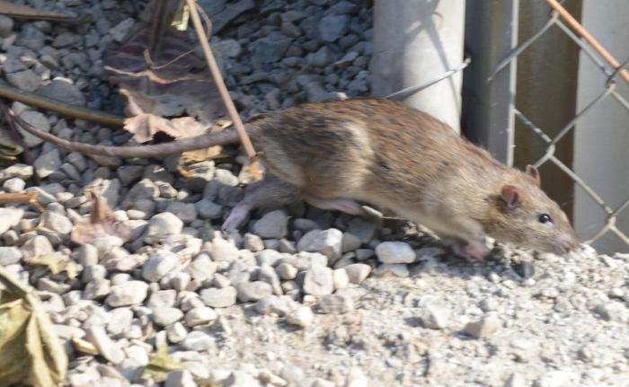 The rodent control programme will start from the clock tower on Barnett Street.