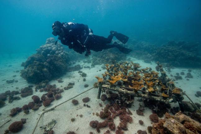 Michael del Rosario, environmental education coordinator at Fundemar, checks the Acropora palmata or elkhorn coral nursery in Bayahibe, Dominican Republic.