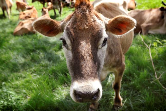 In this May 8, 2018, file photo, a Jersey cow feeds in a field on the Francis Thicke organic dairy farm in Fairfield, Iowa. 