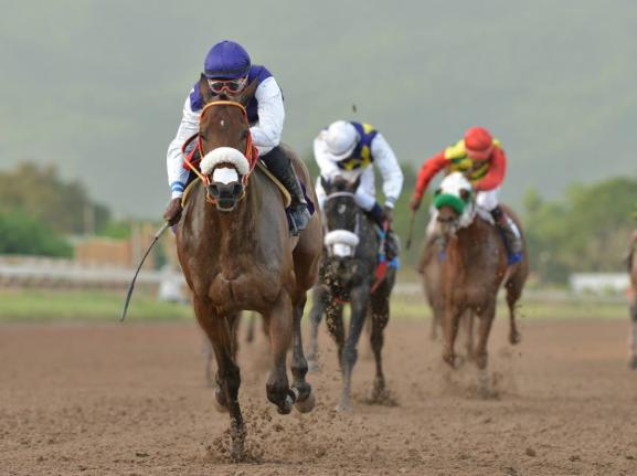 SHE’S A MANEATER (left) powers away from the field on her way to winning the 2019 Diamond Mile at Caymanas Park with Omar Walker aboard.