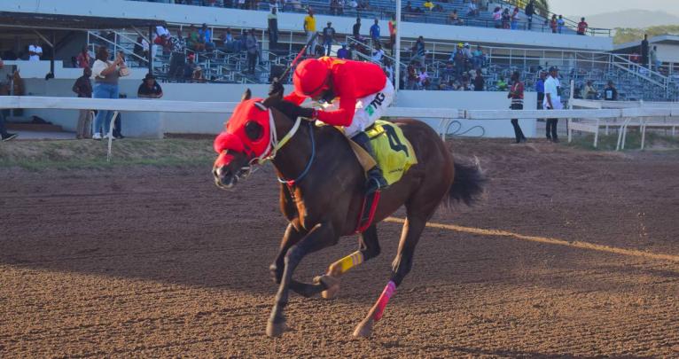 
PACK PLAYS wins the seven-and-a-half furlong Chairman’s Trophy at Caymanas Park yesterday.