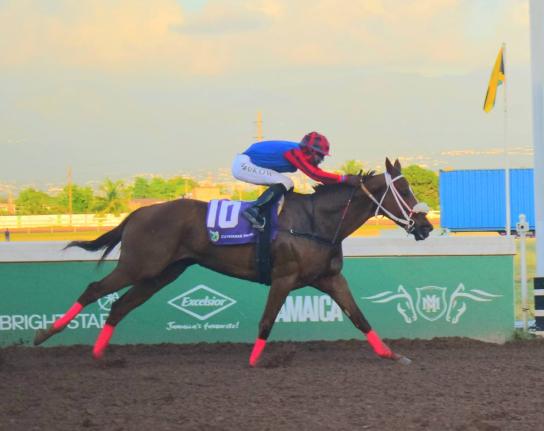 SHE’S THAT GIRL, ridden by Tajay Suckoo,  wins the Omar Walker Trophy over 5 1/2 Furlongs at Caymanas Park yesterday.