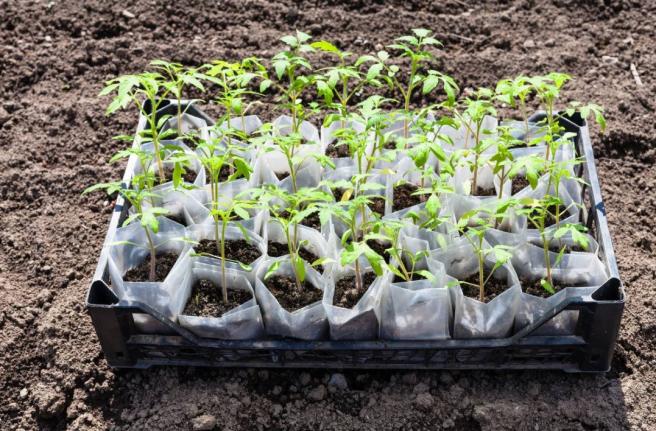  tomato plants
