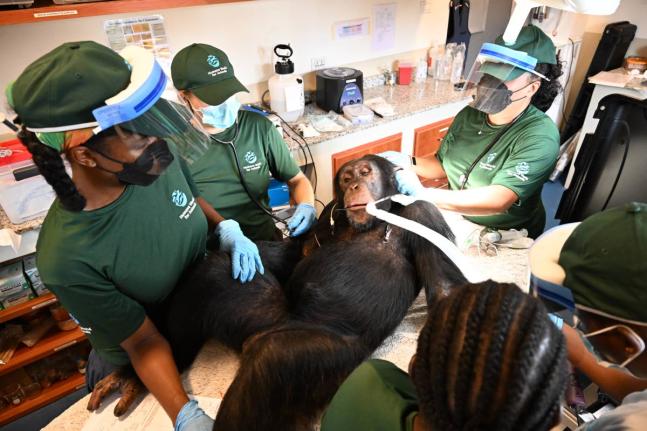 
In this handout photo released by Humane World for Animals, a chimpanzee formerly used in research receives a comprehensive health check at a retirement sanctuary for chimpanzees, in Bapakwali, Liberia, on August 25.