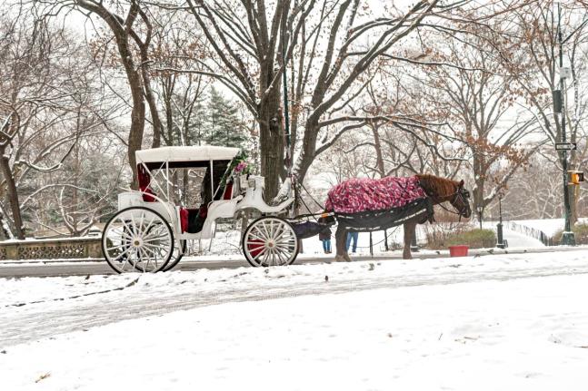 A horse and carriage are seen in the snow in Central Park on January 16, 2024, in New York. 