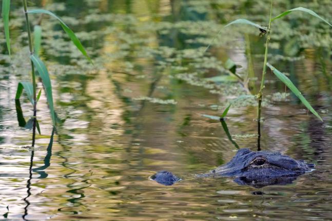 FILE - An alligator peers from the water's surface at the Circle B Bar Reserve, Tuesday, Oct. 21, 2025, in Polk County, Fla. (AP Photo/Chris O'Meara, File)
