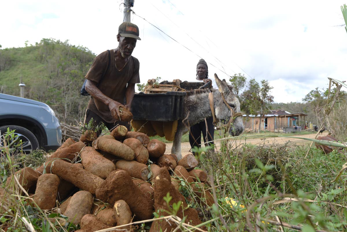 A yam farmer unpacks yams destined for export to be picked up along the Troy main road in Trelawny last November.