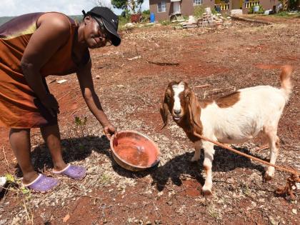 Angella Jones, a farmer in Flagaman district, St Elizabeth, gives water to one of her goats.