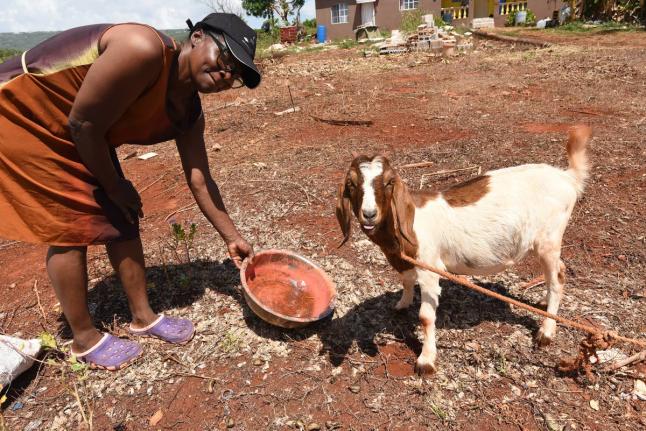Angella Jones, a farmer in Flagaman district, St Elizabeth, gives water to one of her goats.